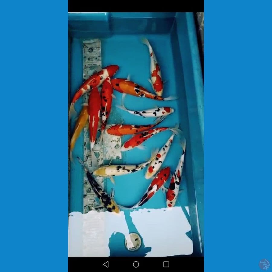 mix 14 ekor 28 36cm