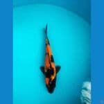 Hi Utsuri High Quality 23 cm