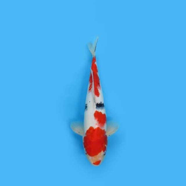 Sanke Kuchibeni 31 Cm