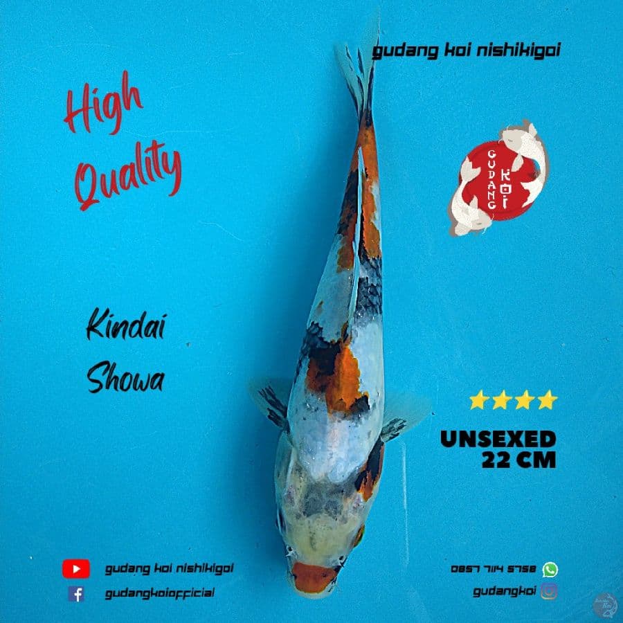Kindai Showa Tategoi Calon Bagus 22 cm