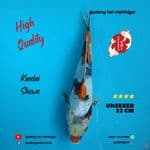 Kindai Showa Tategoi Calon Bagus 22 cm