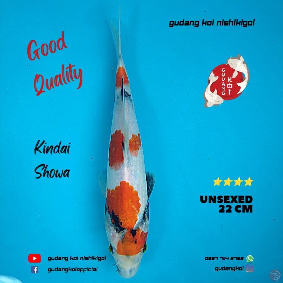 Kindai Showa Tategoi 22 cm
