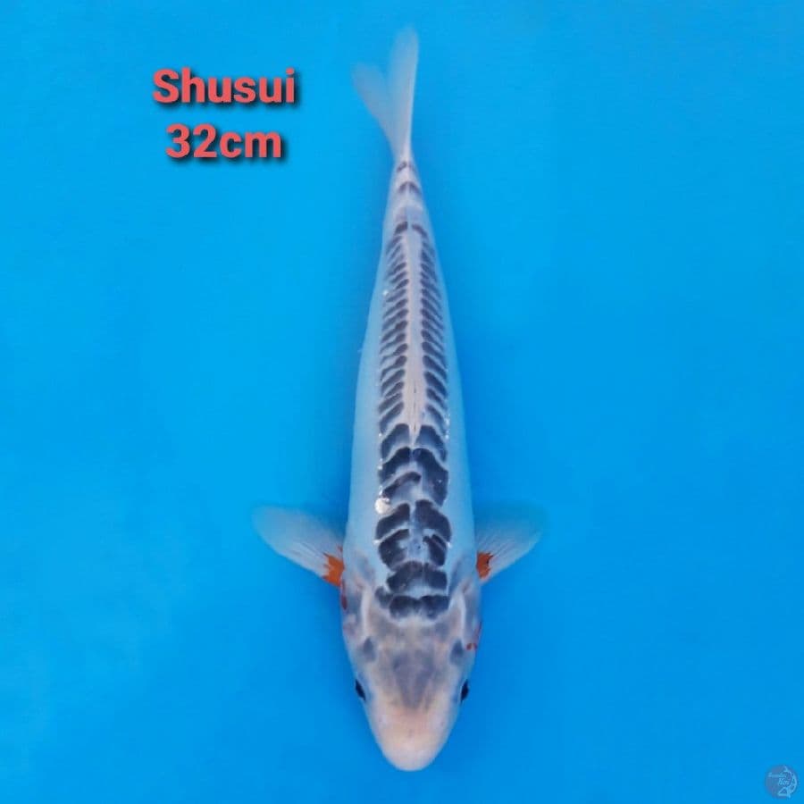 Shusui Ring Rapi dan Tebal 32cm