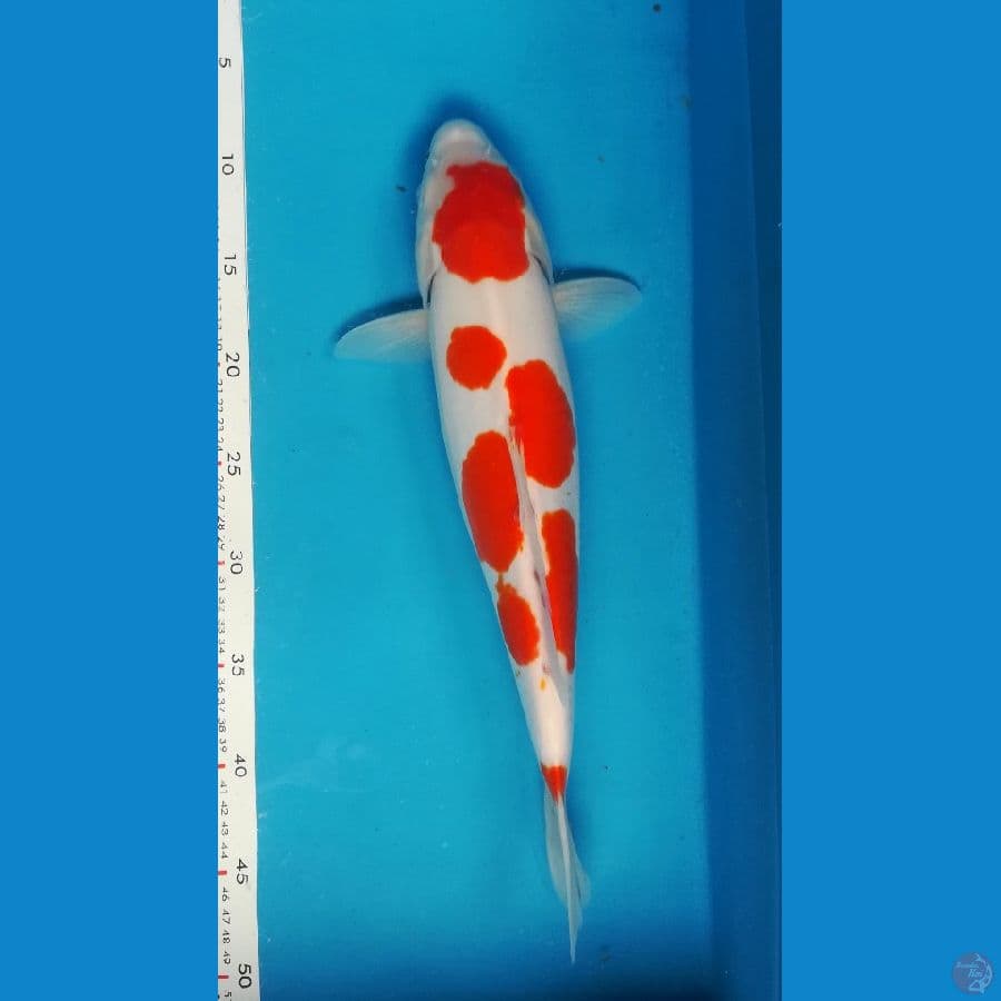 kohaku 