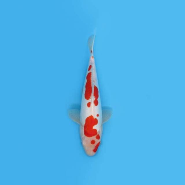 Kohaku Doitsu 33 Cm