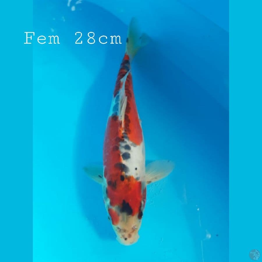 Goshiki doitsu F28cm