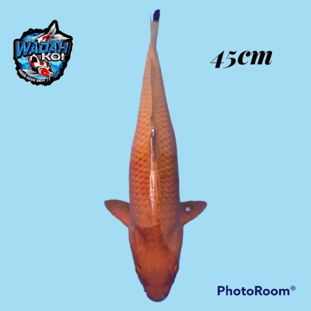 Cagoi Jumbo 45cm