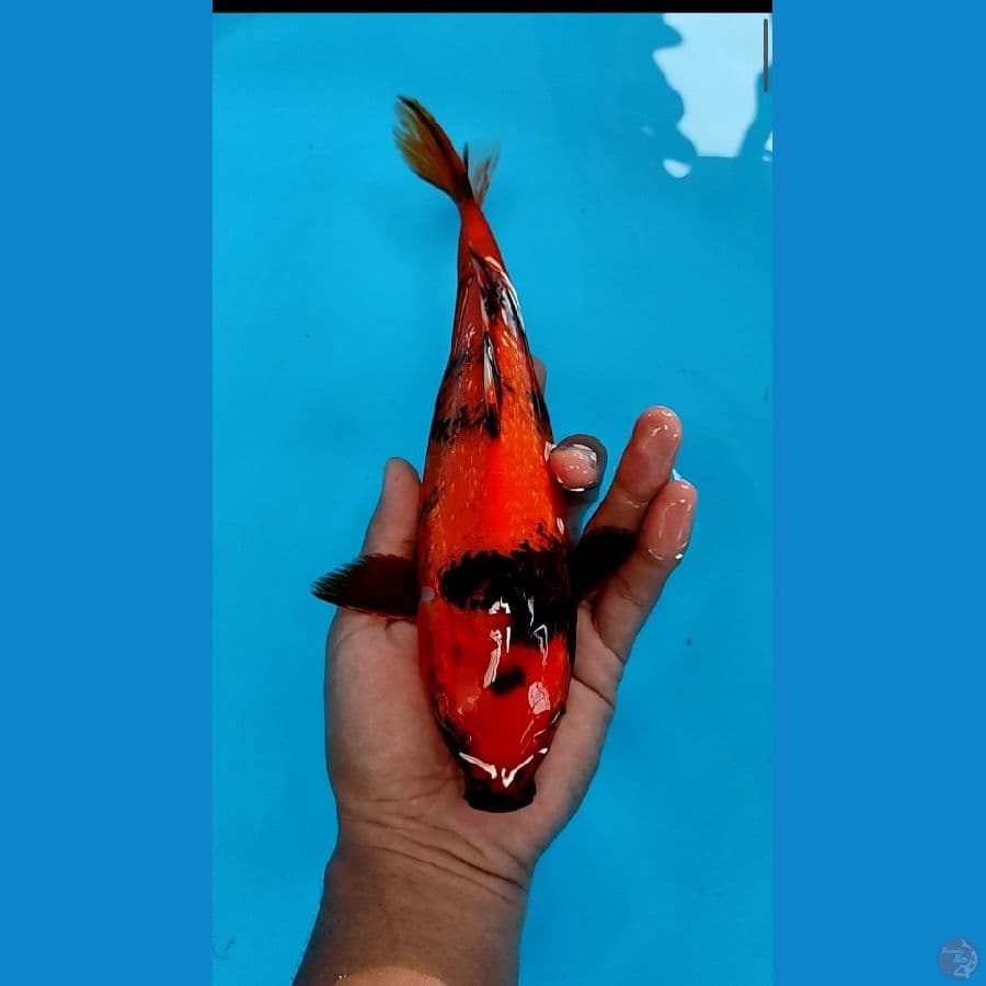 ginrin merah