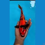 ginrin merah