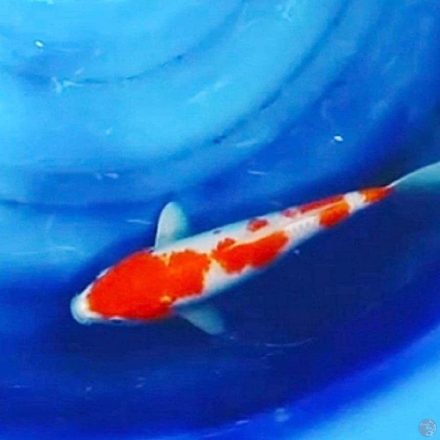 Trah Jumbo Kohaku