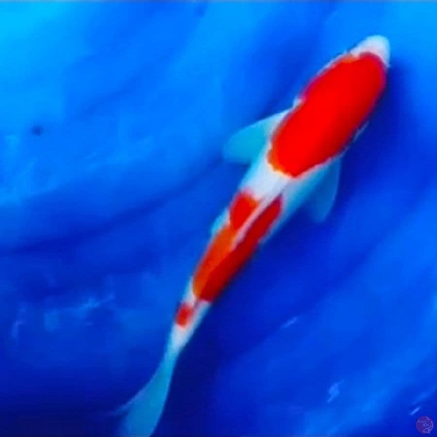 Kohaku