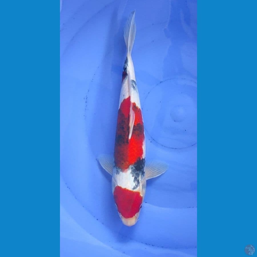 Showa Tategoi 30cm male