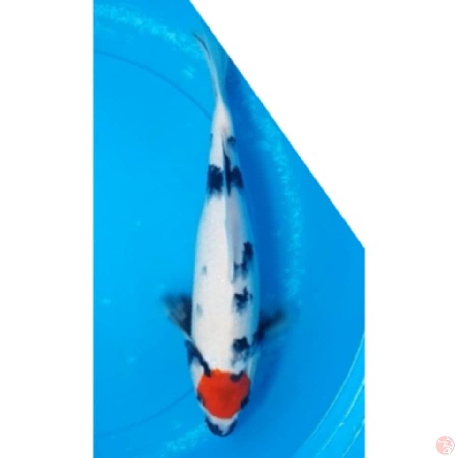 Tancho Showa Original 35cm (M)