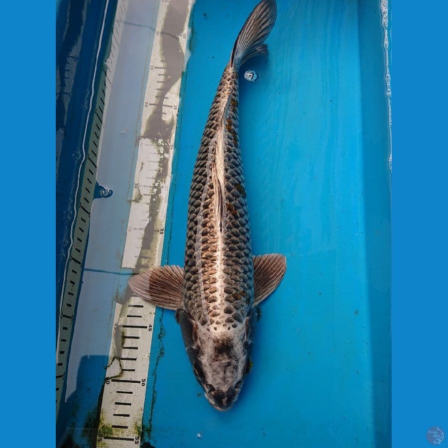 JUMBO MUKASHI 44 cm 