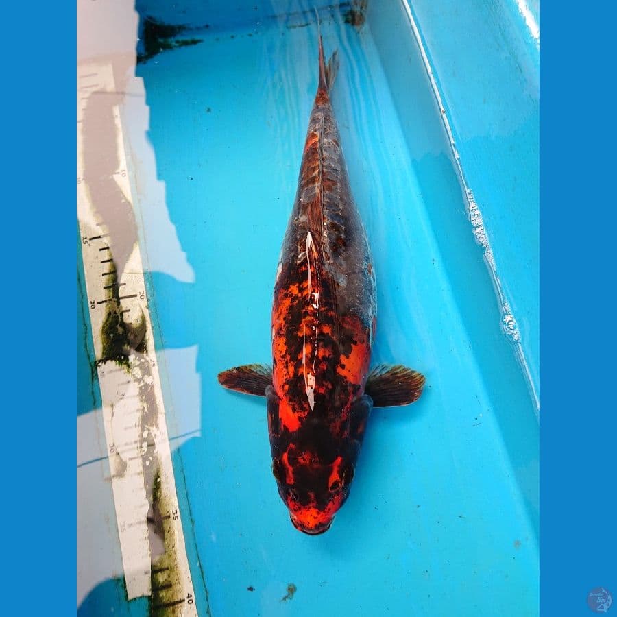 BENIKIKO 37 cm