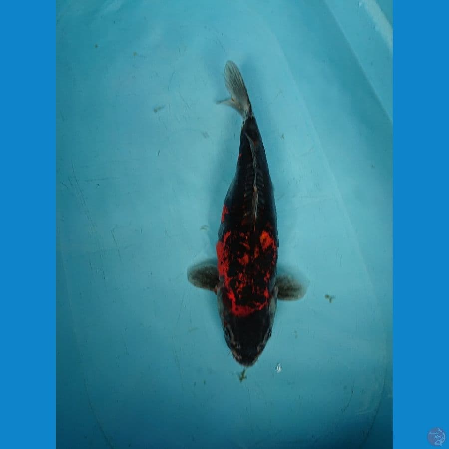 BENIKIKO 37 cm