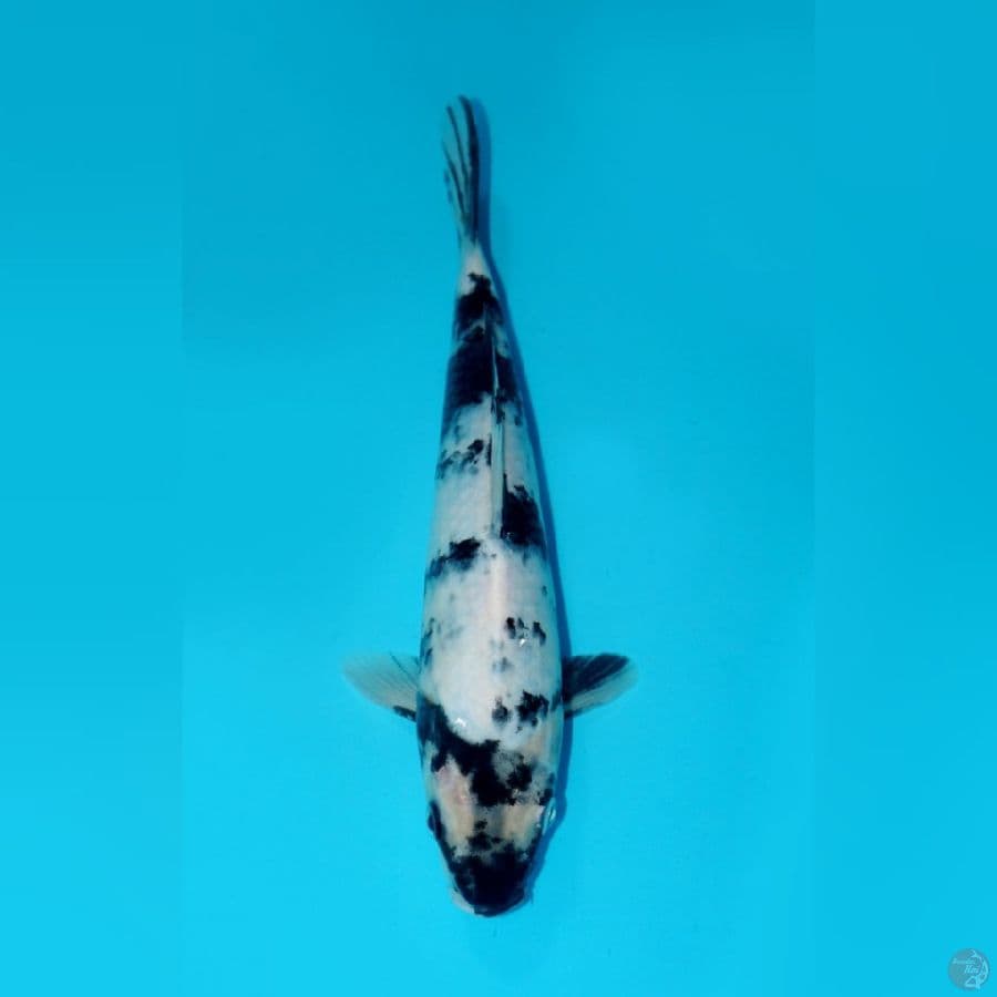 SHIRO, 26CM