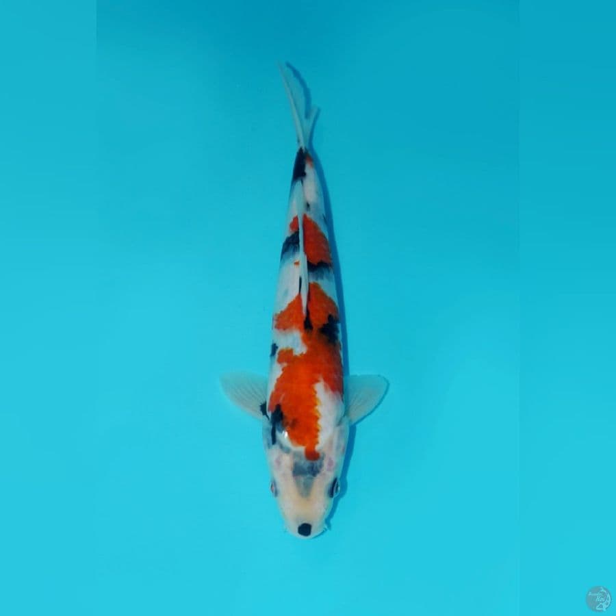 KINDAI SHOWA, 24CM