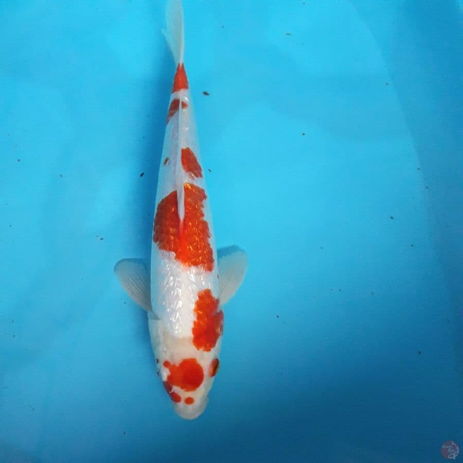 kohaku gindrin maruten sakura 37cm