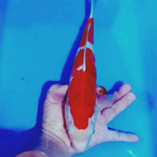 Ai goromo bersh 37cm
