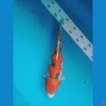 gosiki bahan show 35 cm