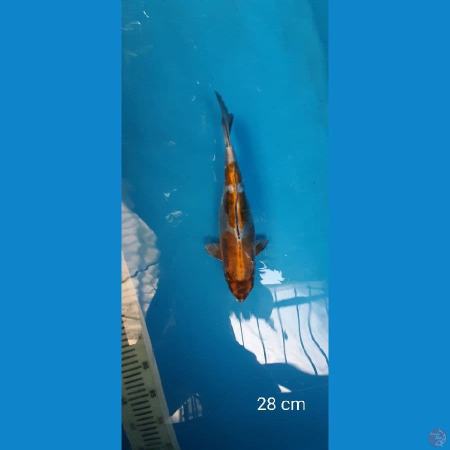 Kiko 28 cm