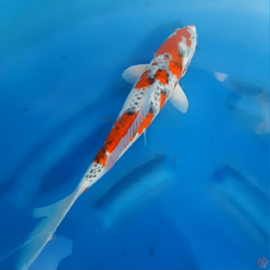 Goromo ghosiki 37 cm