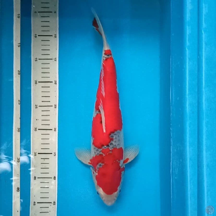 Super Red Male Goshiki