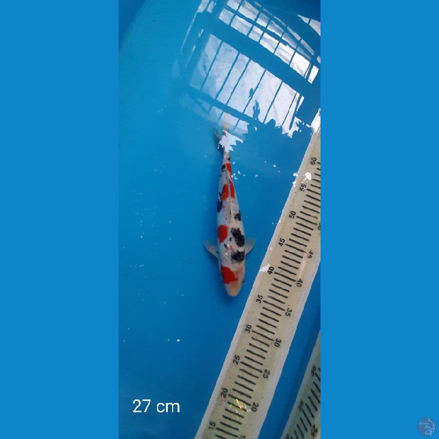 Sanke Doit Aragoke 27 cm