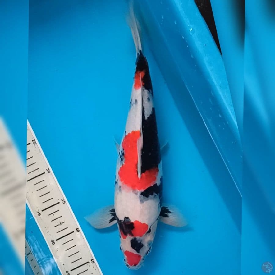 Kindai Showa Male