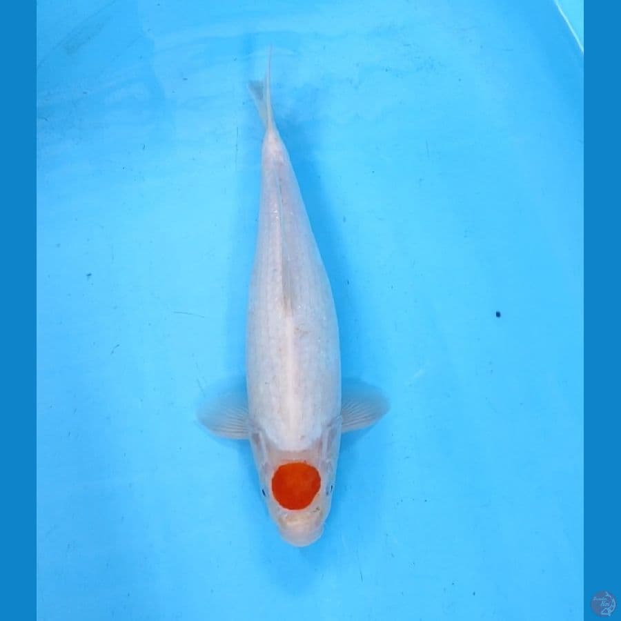 tc kohaku @33cm