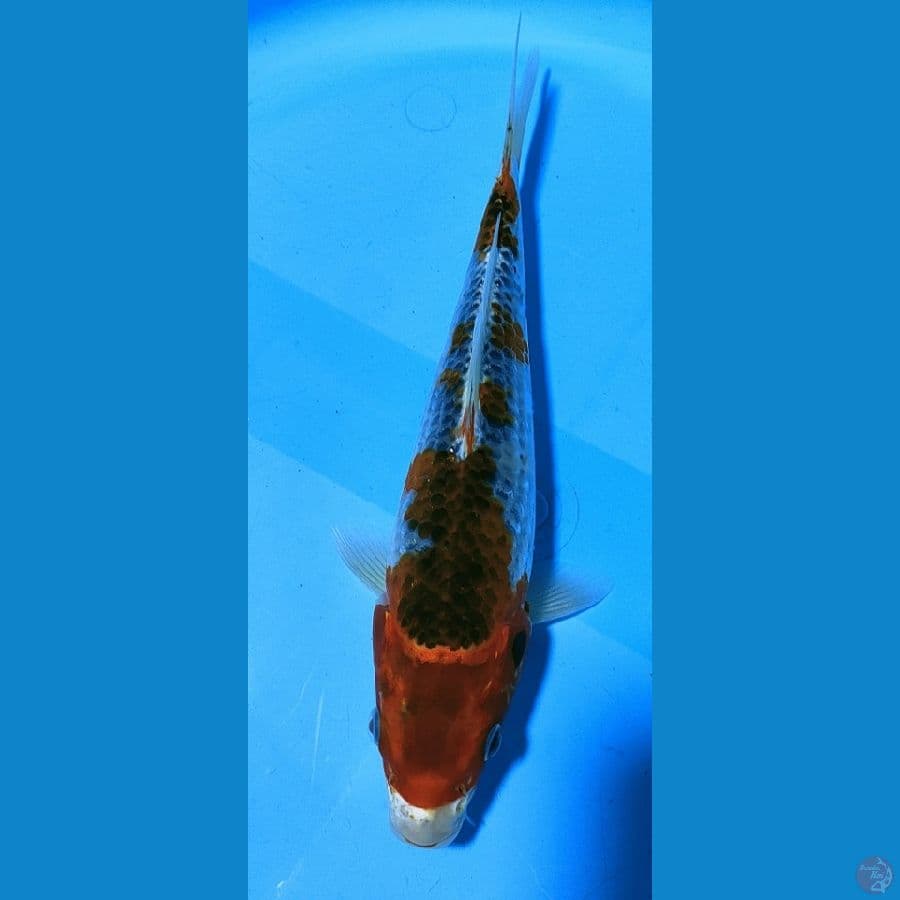 kojaku 24cm