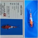 Showa Ginrin import Marusei