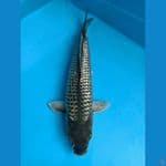 BLACK DIAMOND GINRIN LOKAL