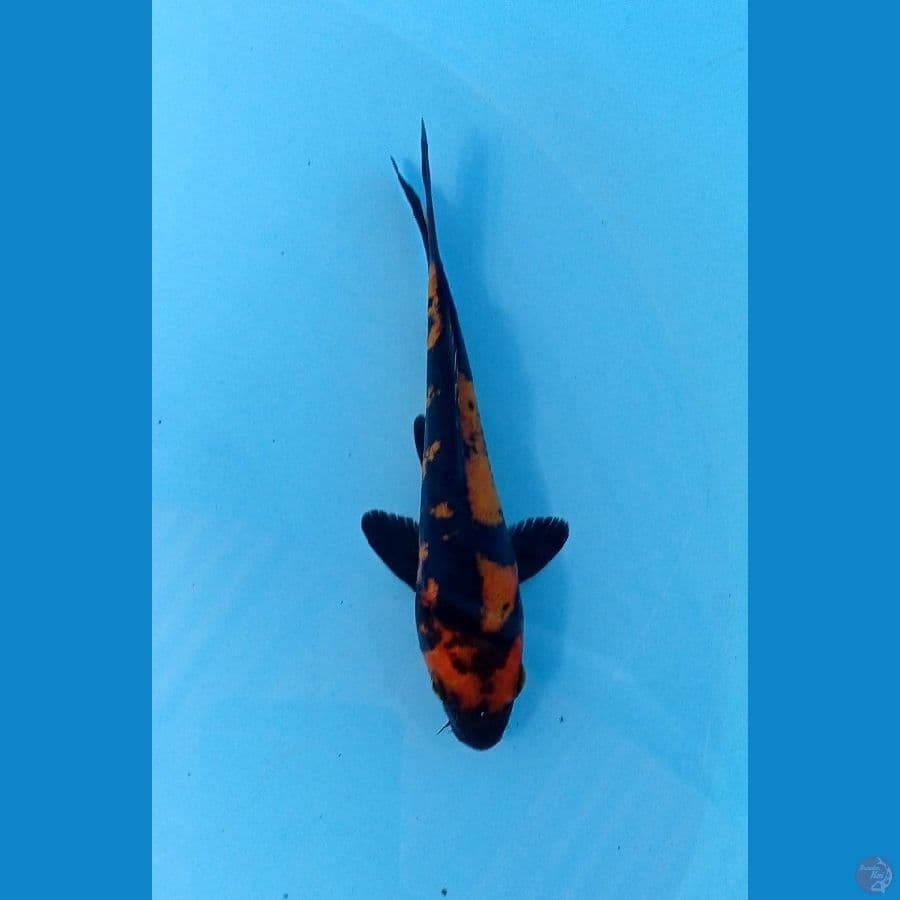 hi utsuri doitsu 15cm