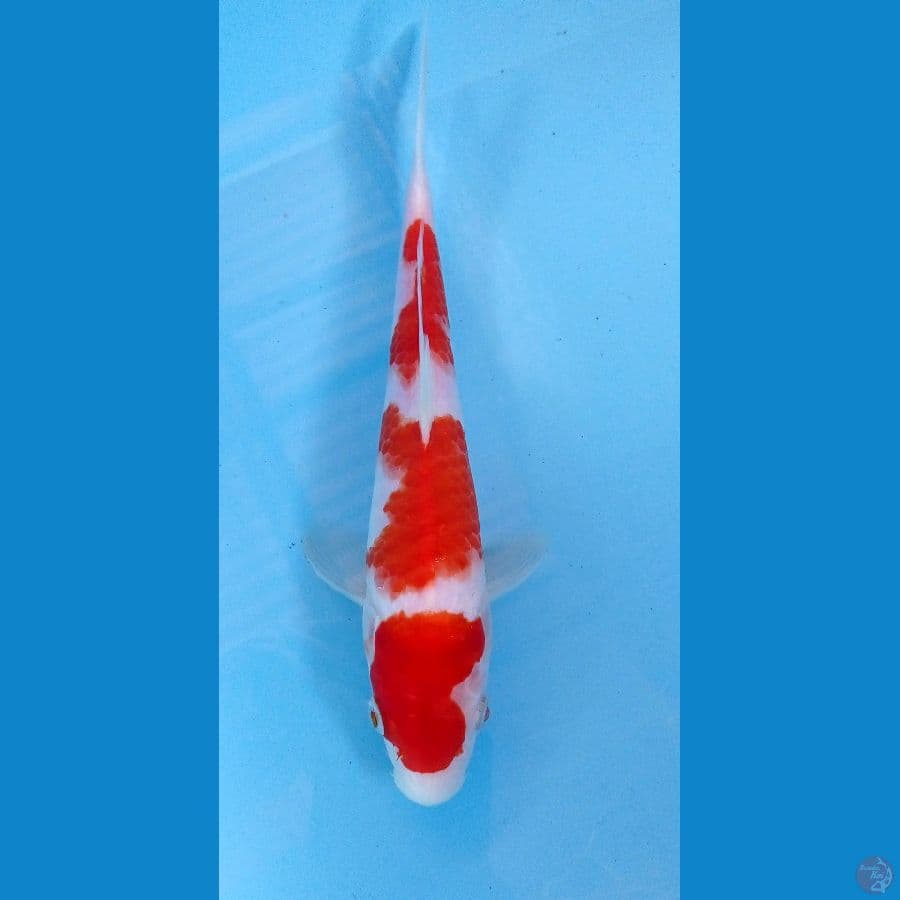 kohaku 23cm