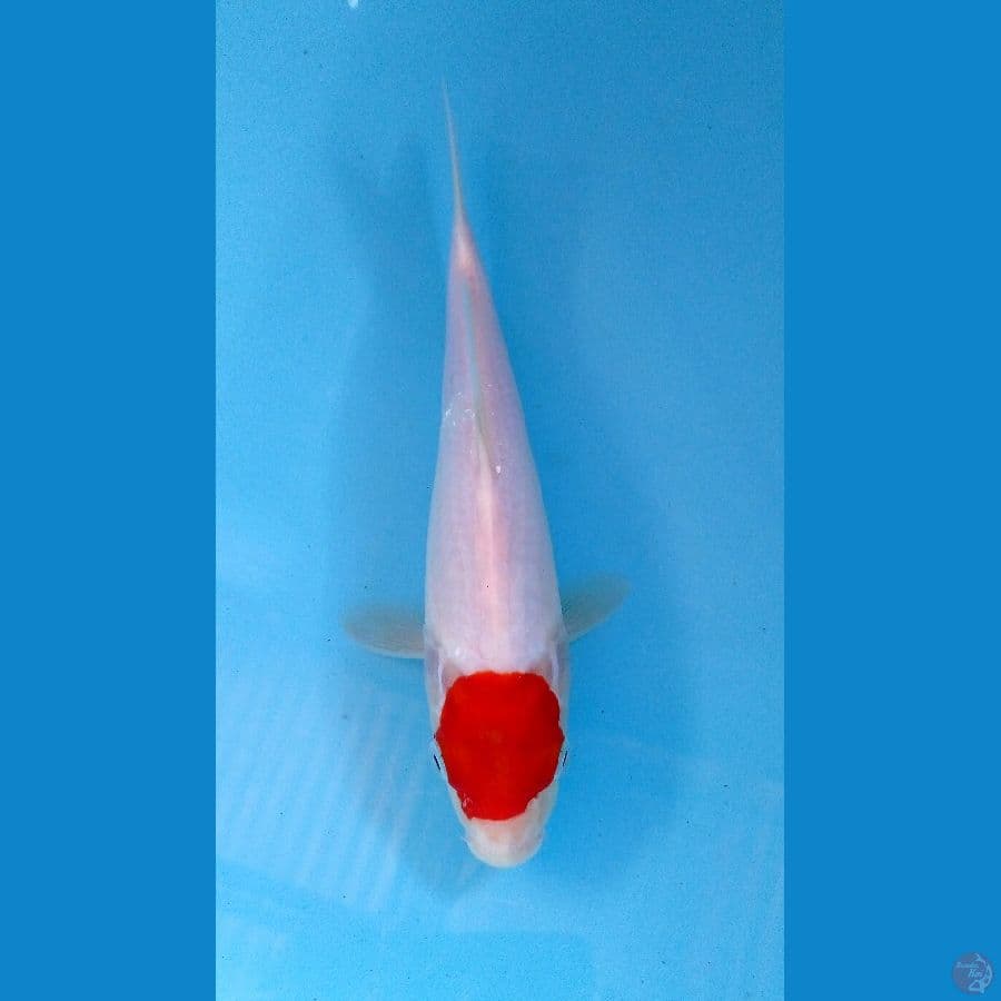 tancho 24cm