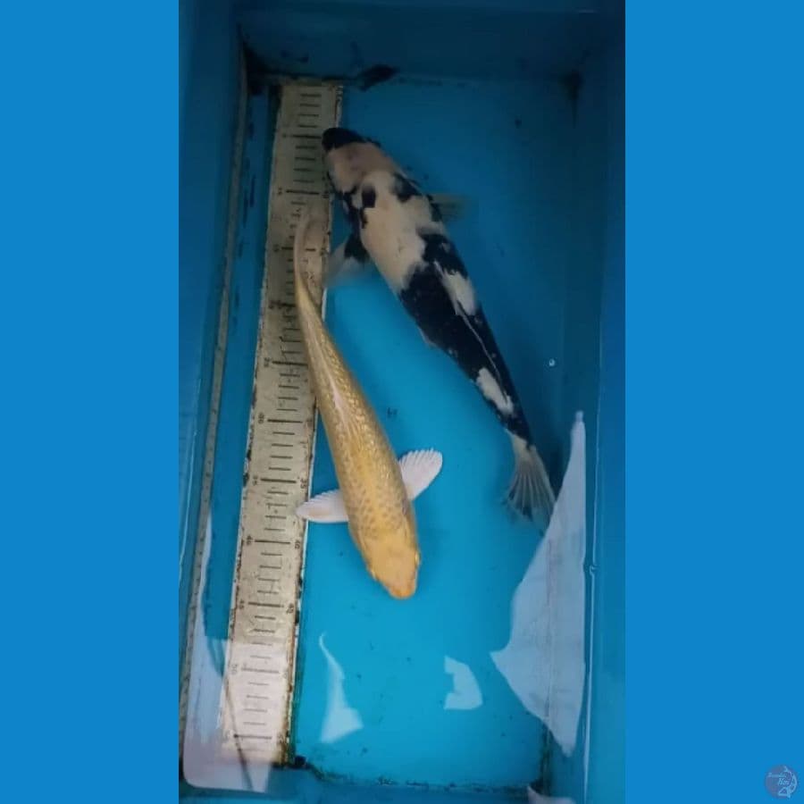 Paket 2 ekor 34-38cm