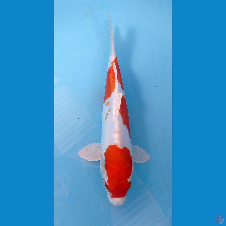 kikushui 29cm