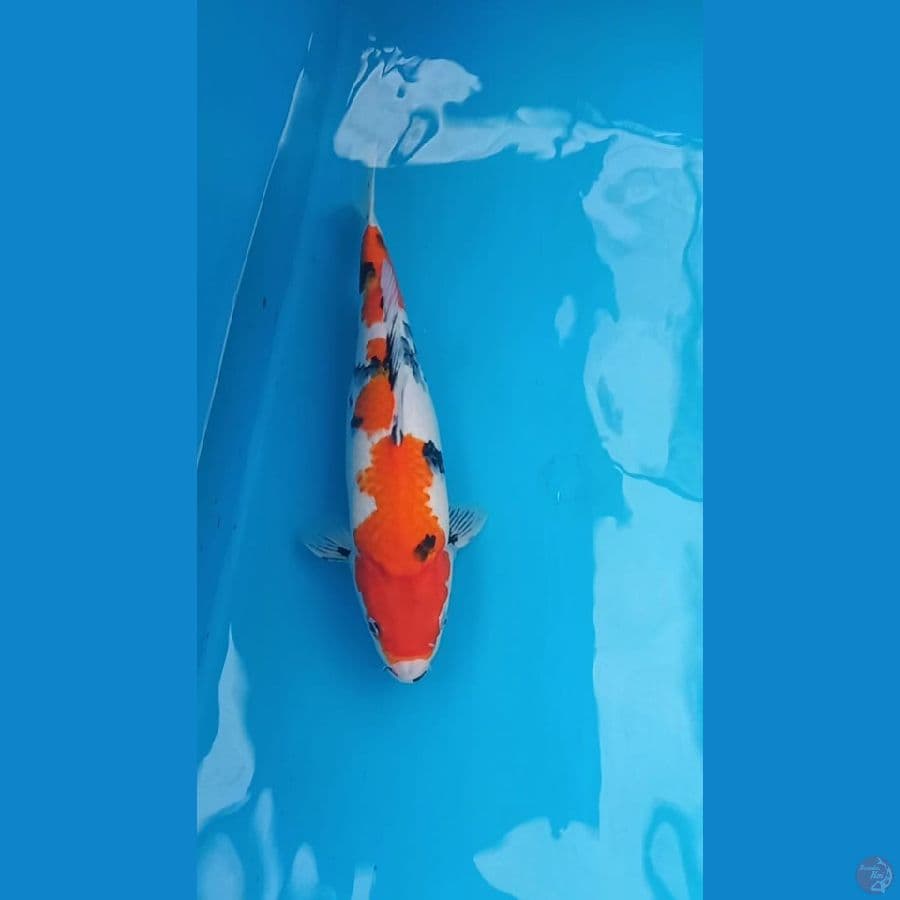 Showa 42cm