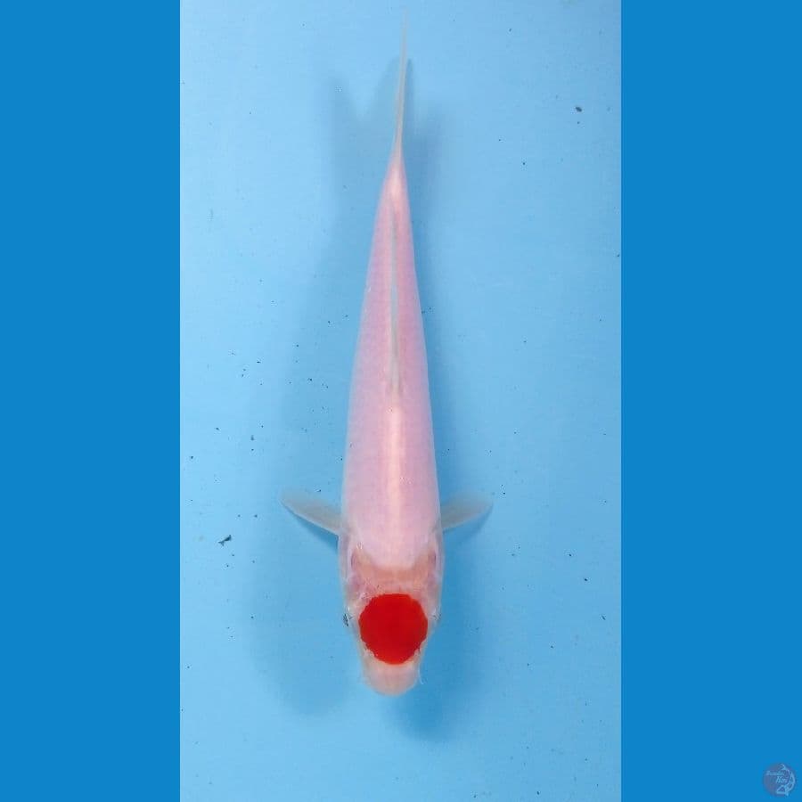 tancho kohaku 22cm