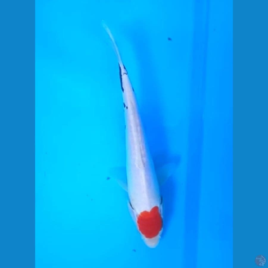 TANCHO BENIKUMON 22 Cm