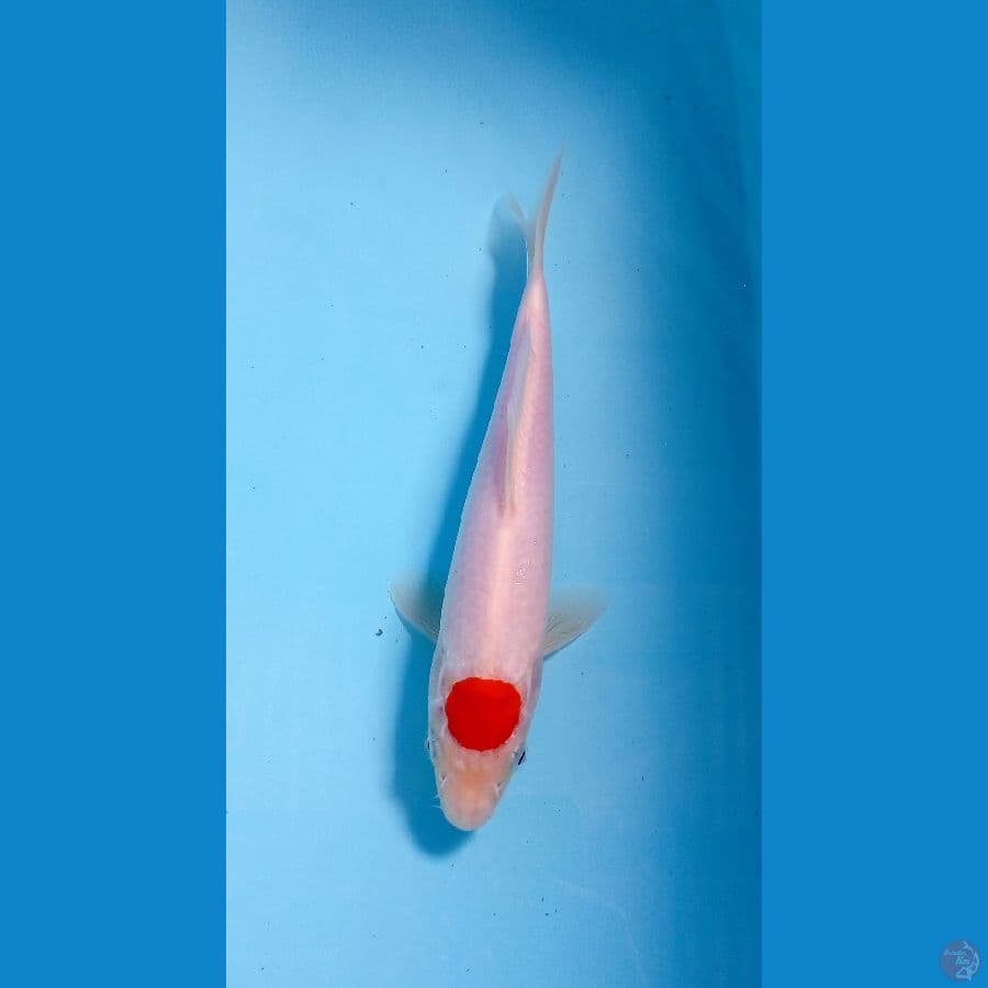tancho kohaku 21cm