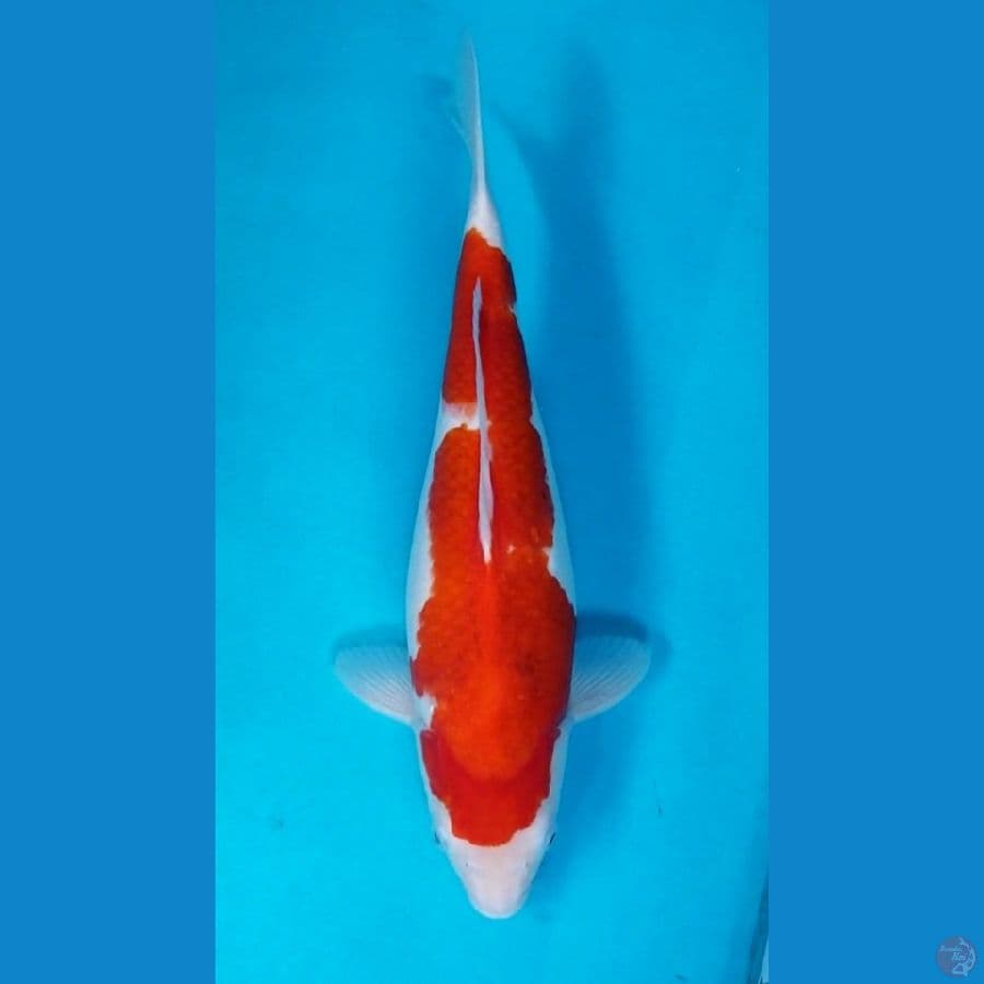 Aigoromo 39 cm