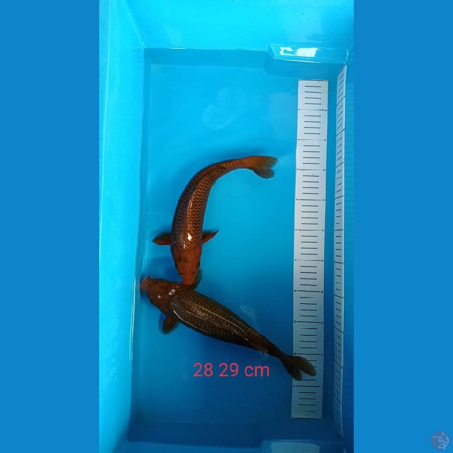 tembaga cagoei 27 28 cm 