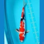 showa jantan 41cm