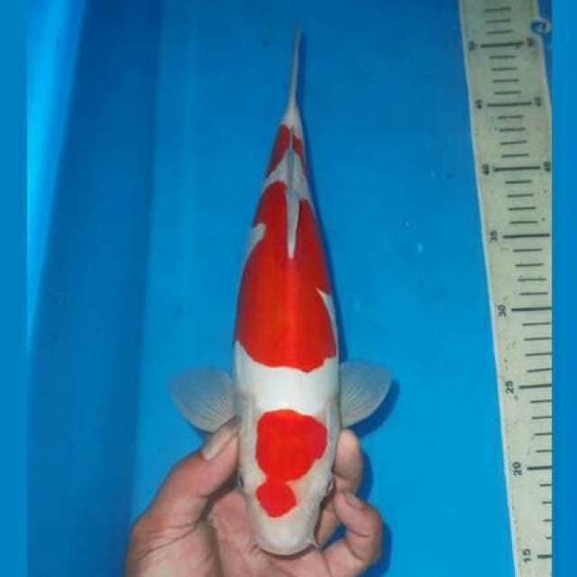 KOHAKU RAPI