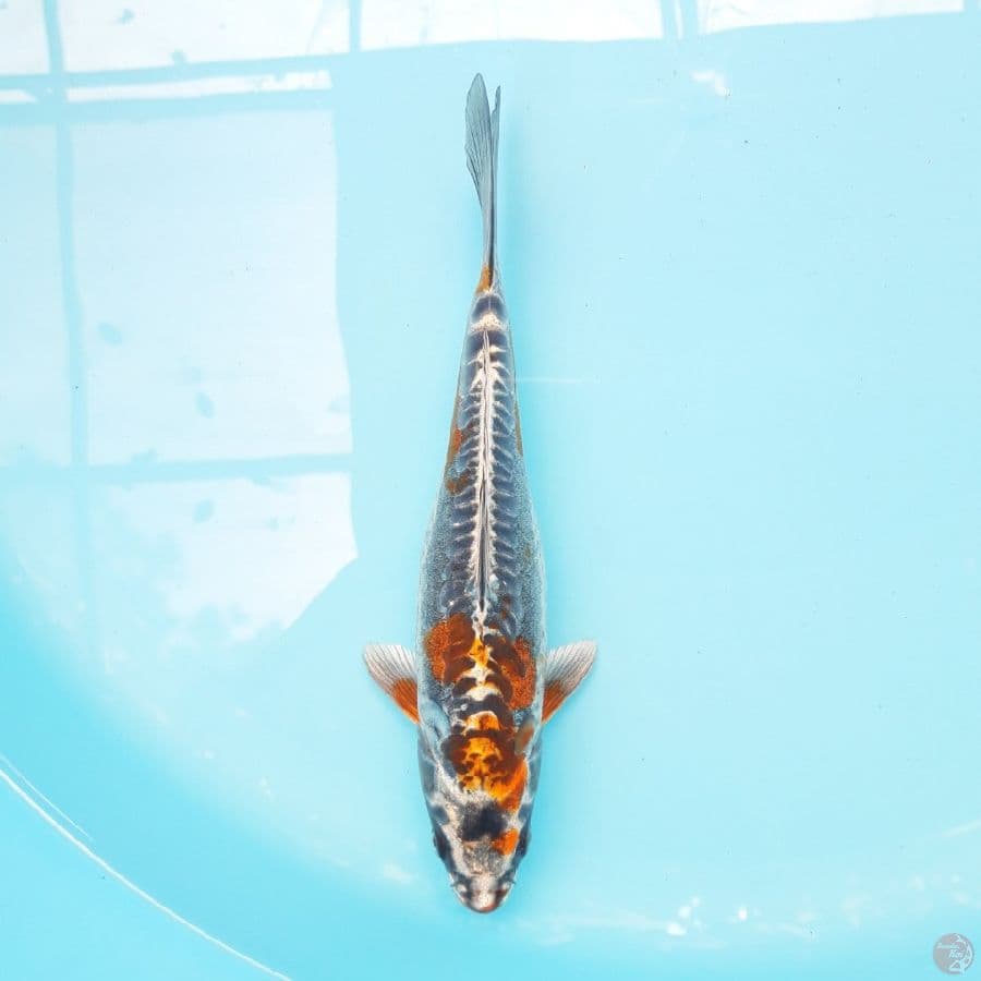 Beni Ki Kokuryu 23cm