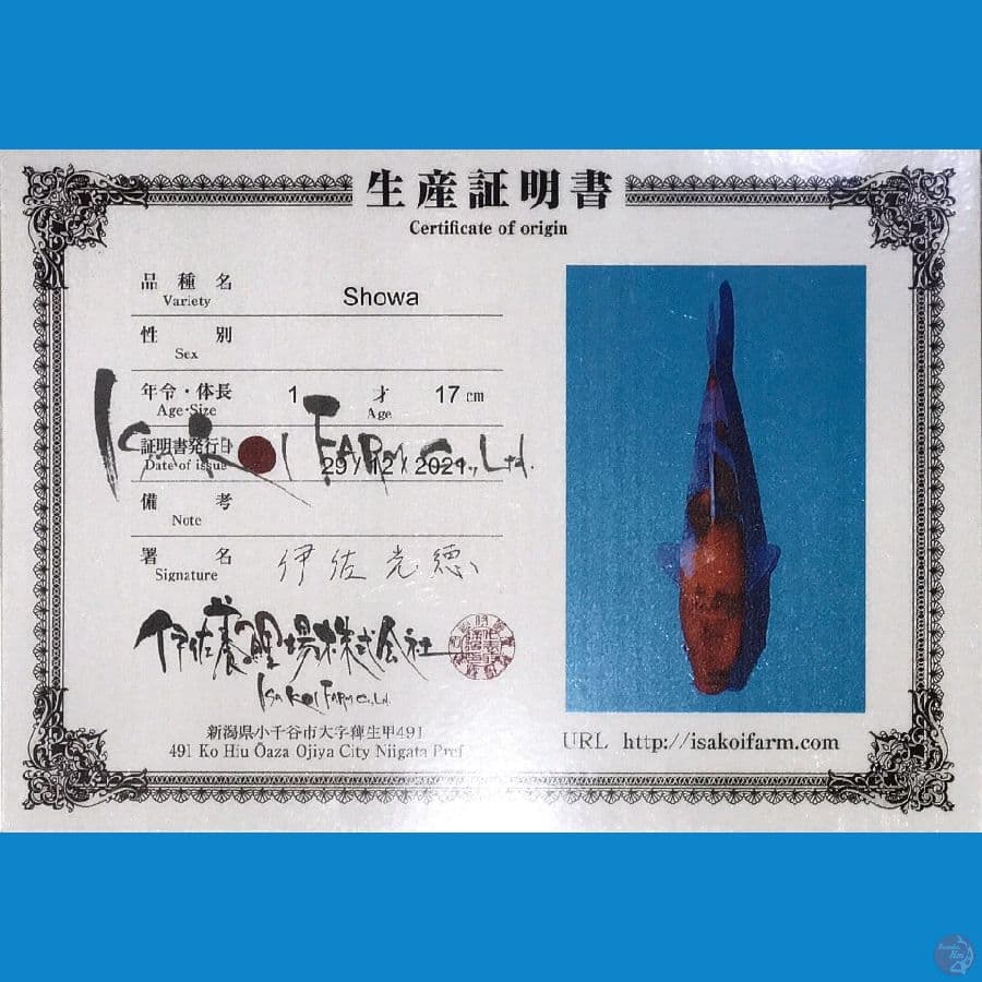 Showa 17cm ISA KOI FARM