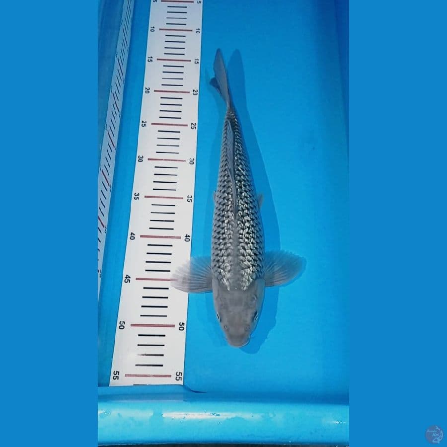 soragoi ginrin male